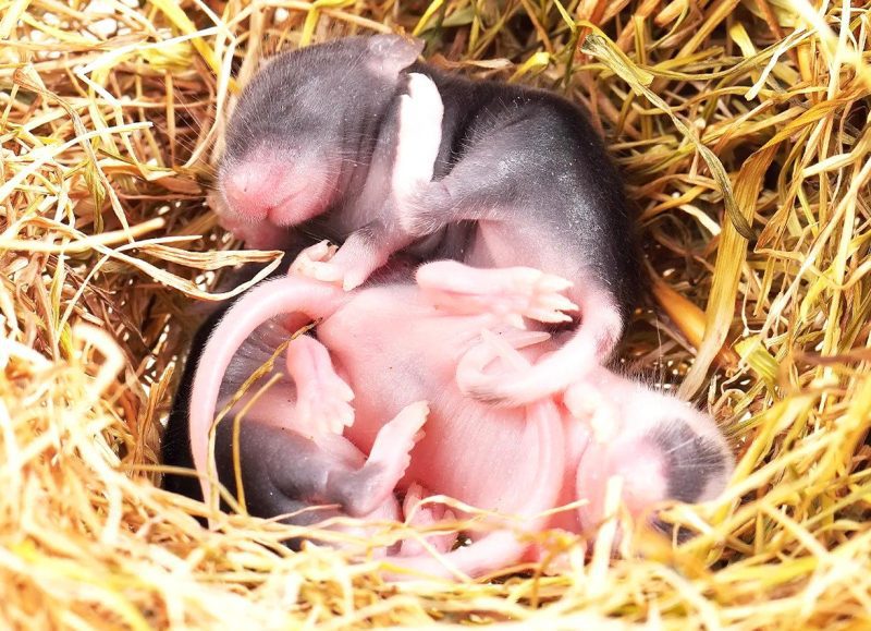 Baby Mice In Mouse Nest