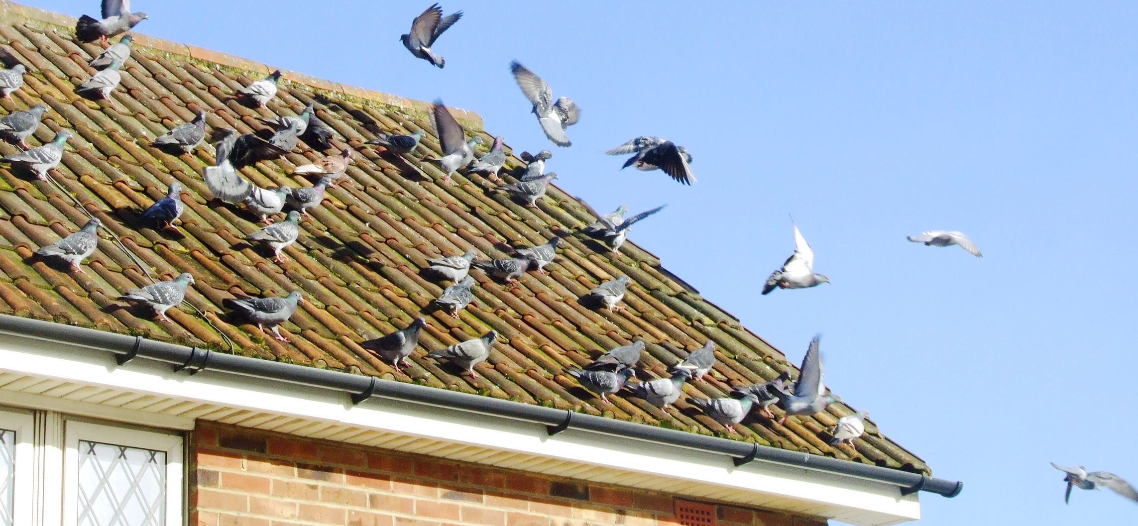 Australian Animals In Your Roof At Night - Pest Aid