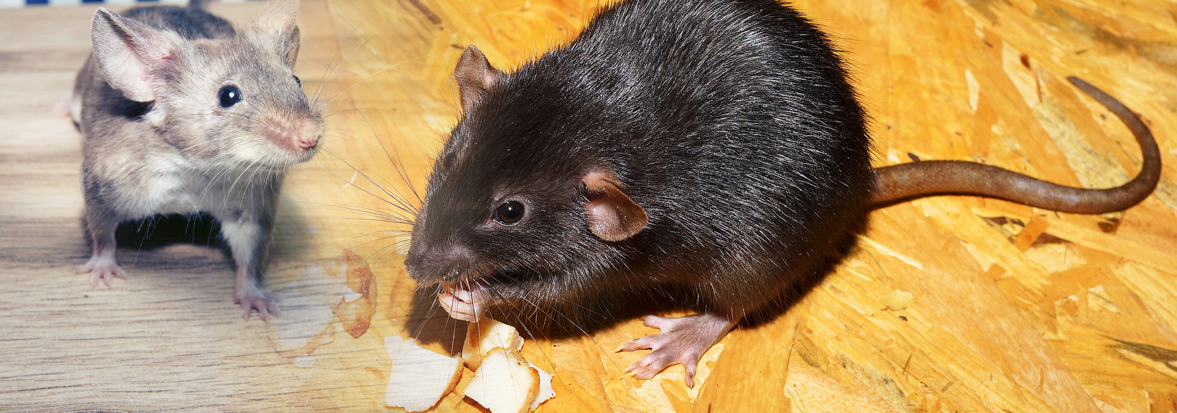 Rat Vs Mouse Comparisons And How To Manage Them Pest Aid