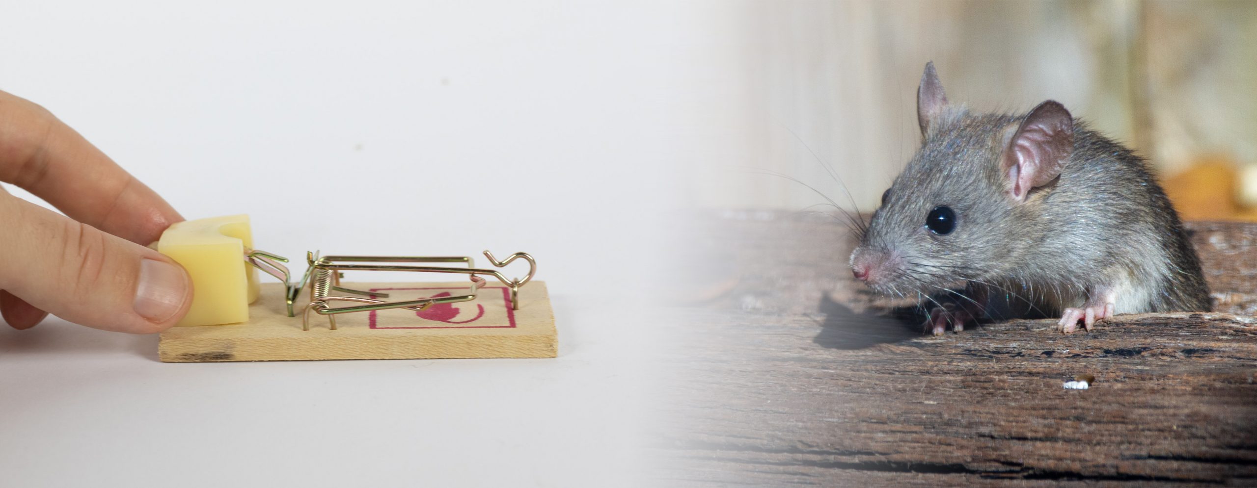 Repelling Mice With Smells They Hate Pest Aid